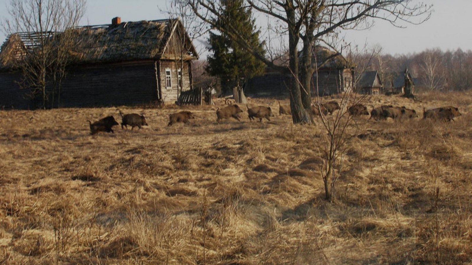 Fotografía en la que se ve un grupo de jabalíes en las inmediaciones de la central abandonada de Chernóbil.