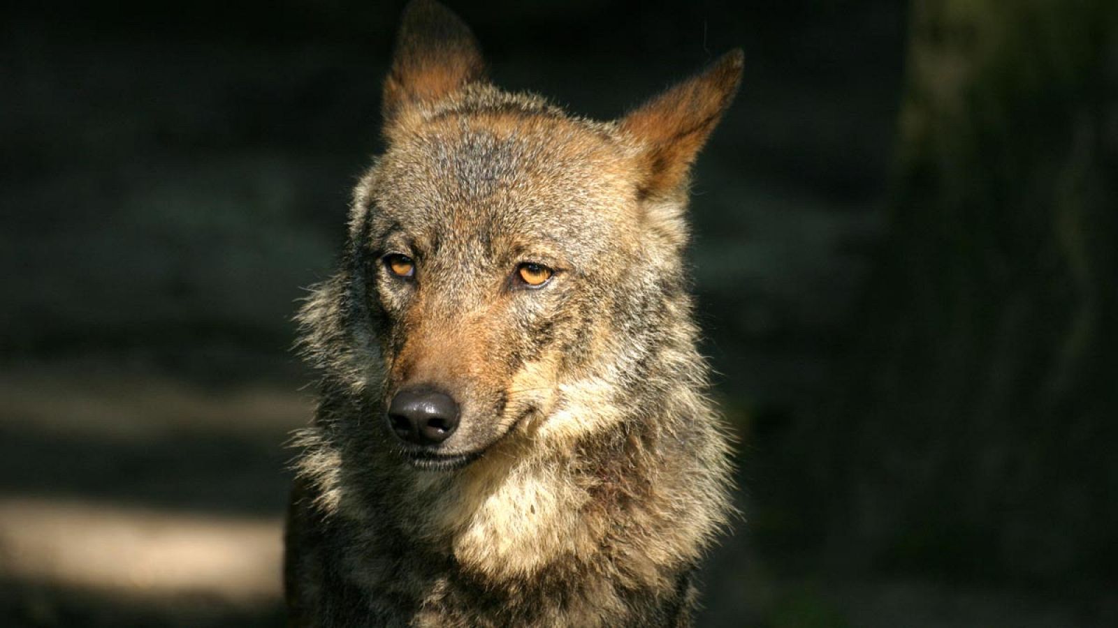 Ejemplar de lobo ibérico