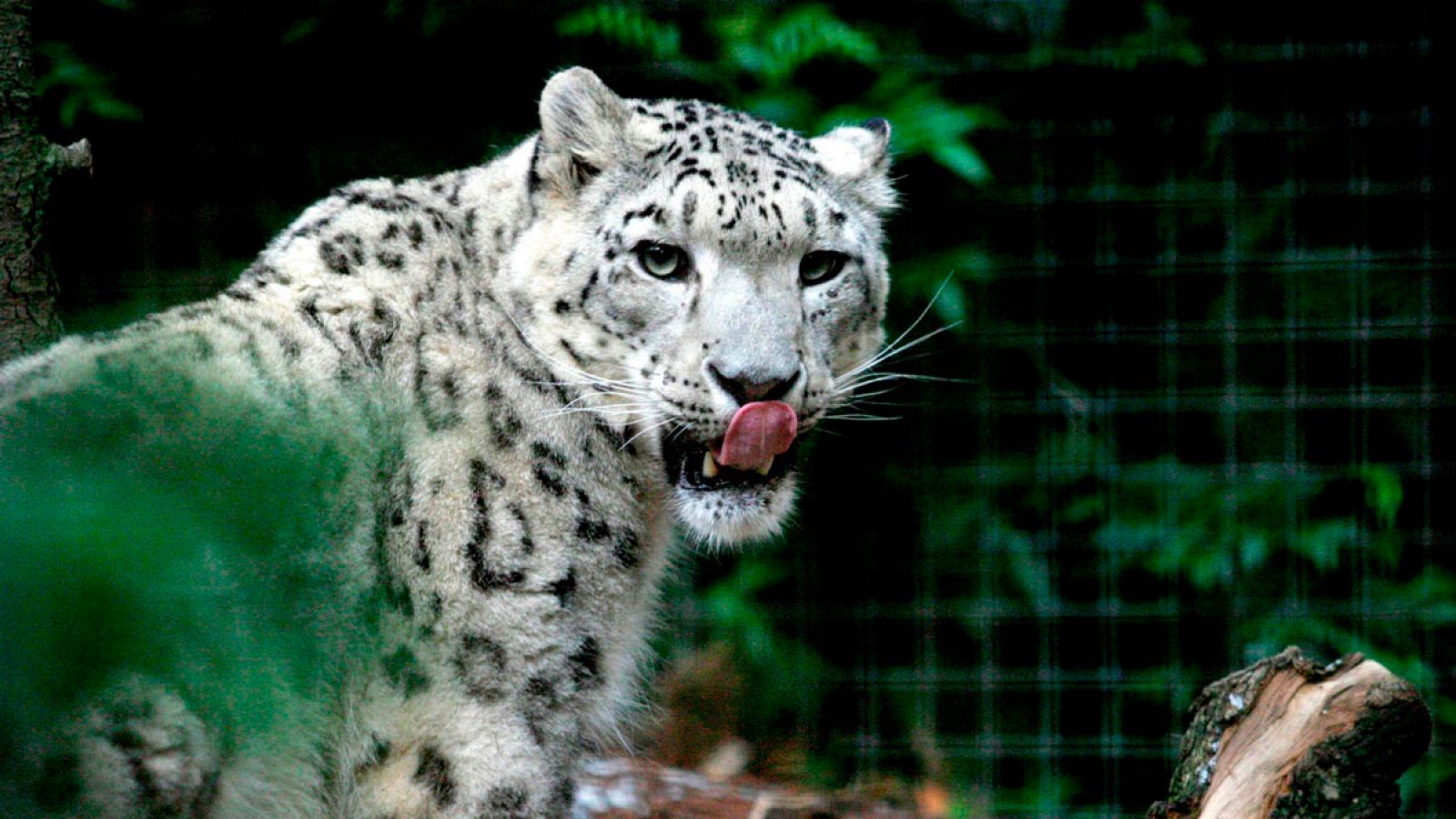 Un leopardo de las nieves macho en el zoo de Taronga en Sydney en Australia