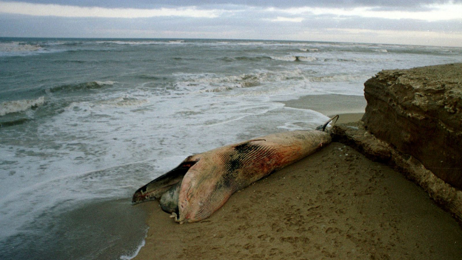 Imagen de archivo de una ballena franca austral muerta en las costas de Argentina.