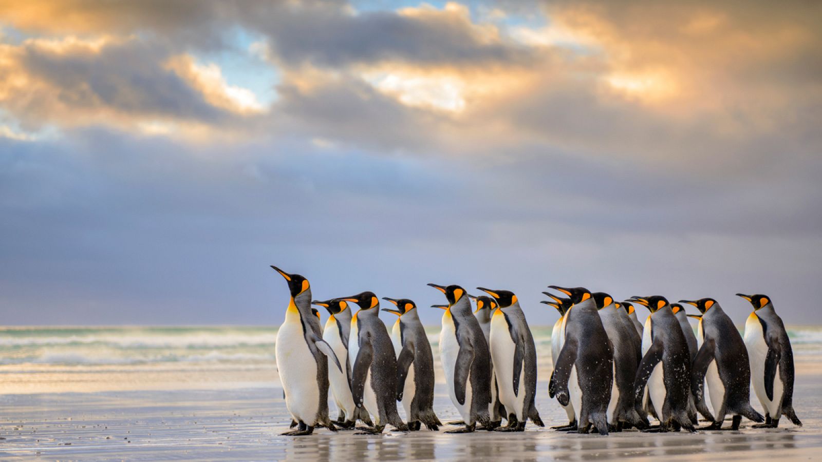 Un grupo de pingüinos rey, en una playa.