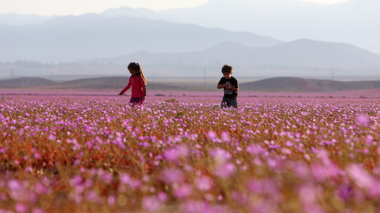 La mayor concentración floral se ha producido en las regiones de Coquimbo y Antofagasta.