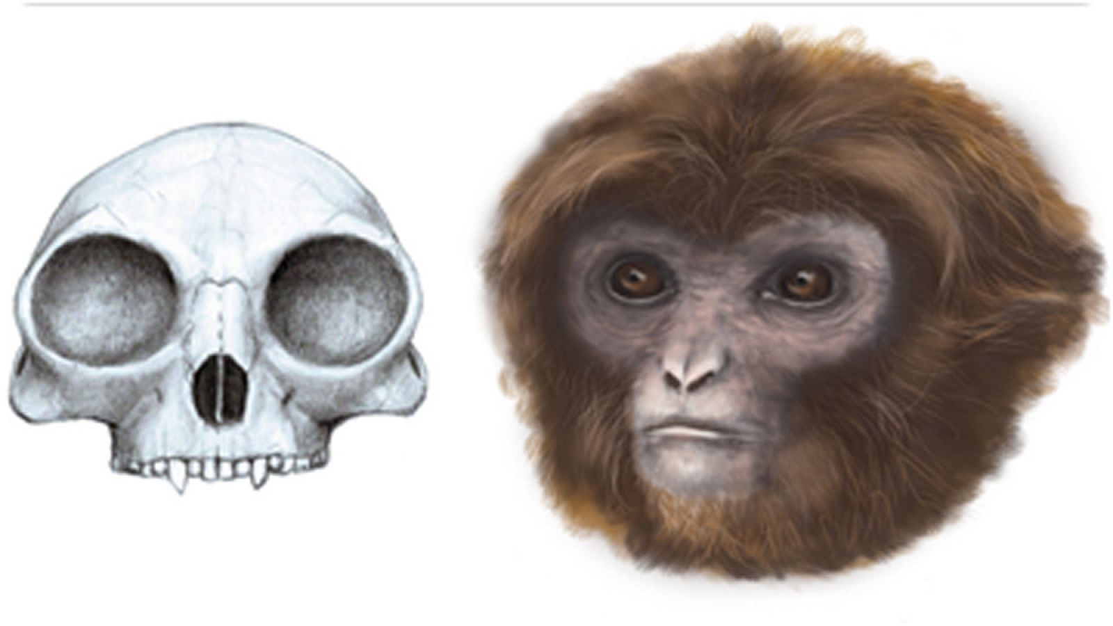 Pliobates cataloniae, un nuevo primate en la raíz del árbol de los hominoideos actuales