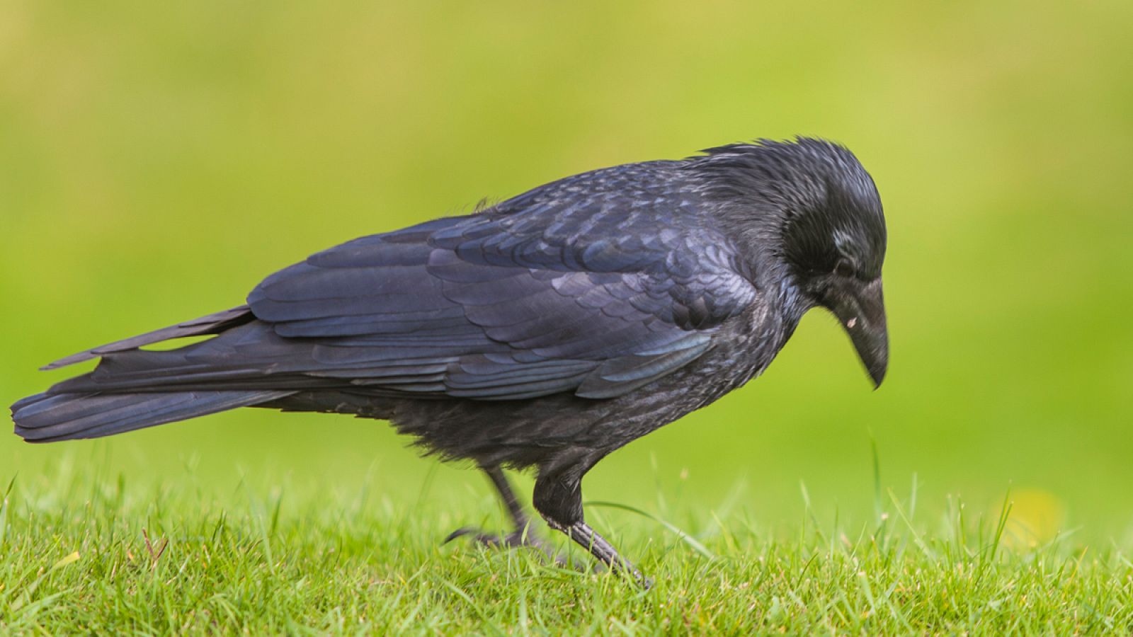 Los cuervos son animales extremadamente inteligentes.