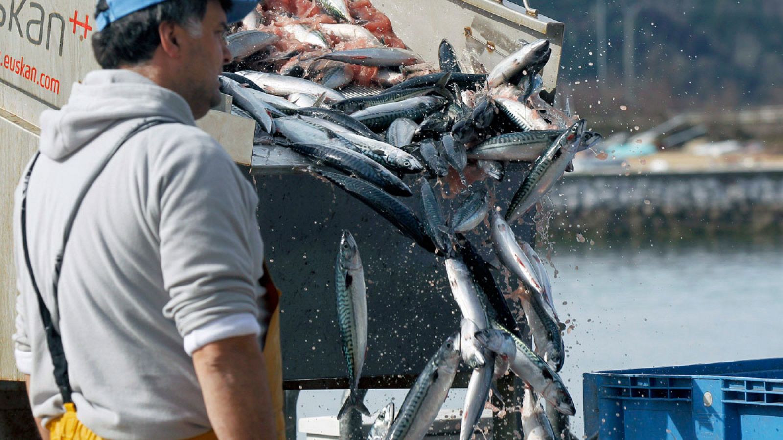 Pescadores descargan las primeras capturas de verdel, también denominado sarda o caballa, en el puerto de Santoña