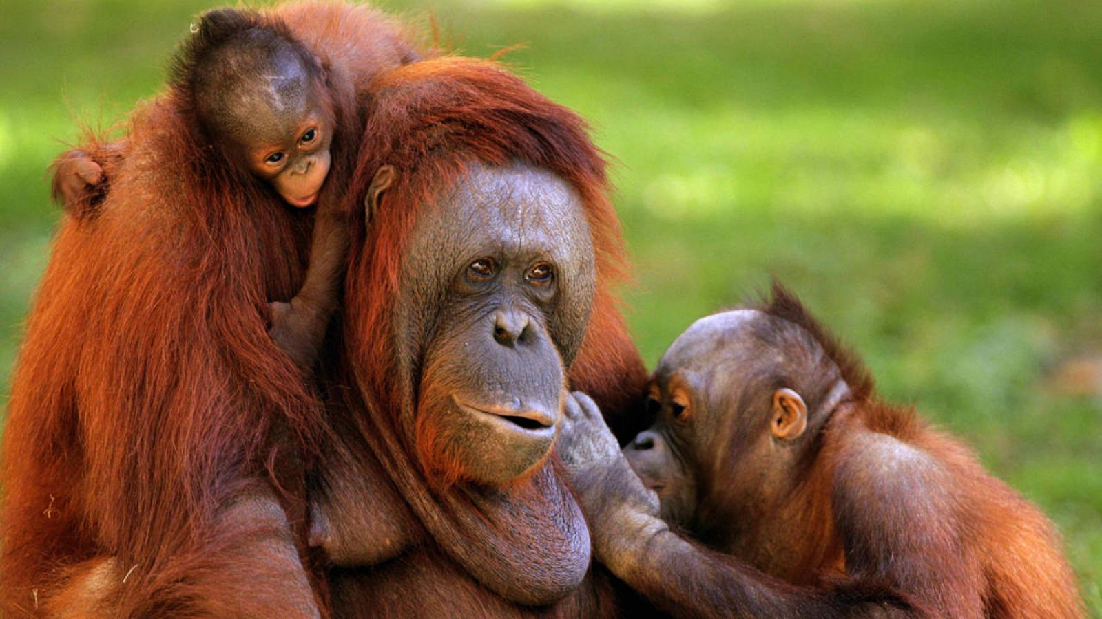 Familia de orangutanes, considerados como 'grandes simios'.