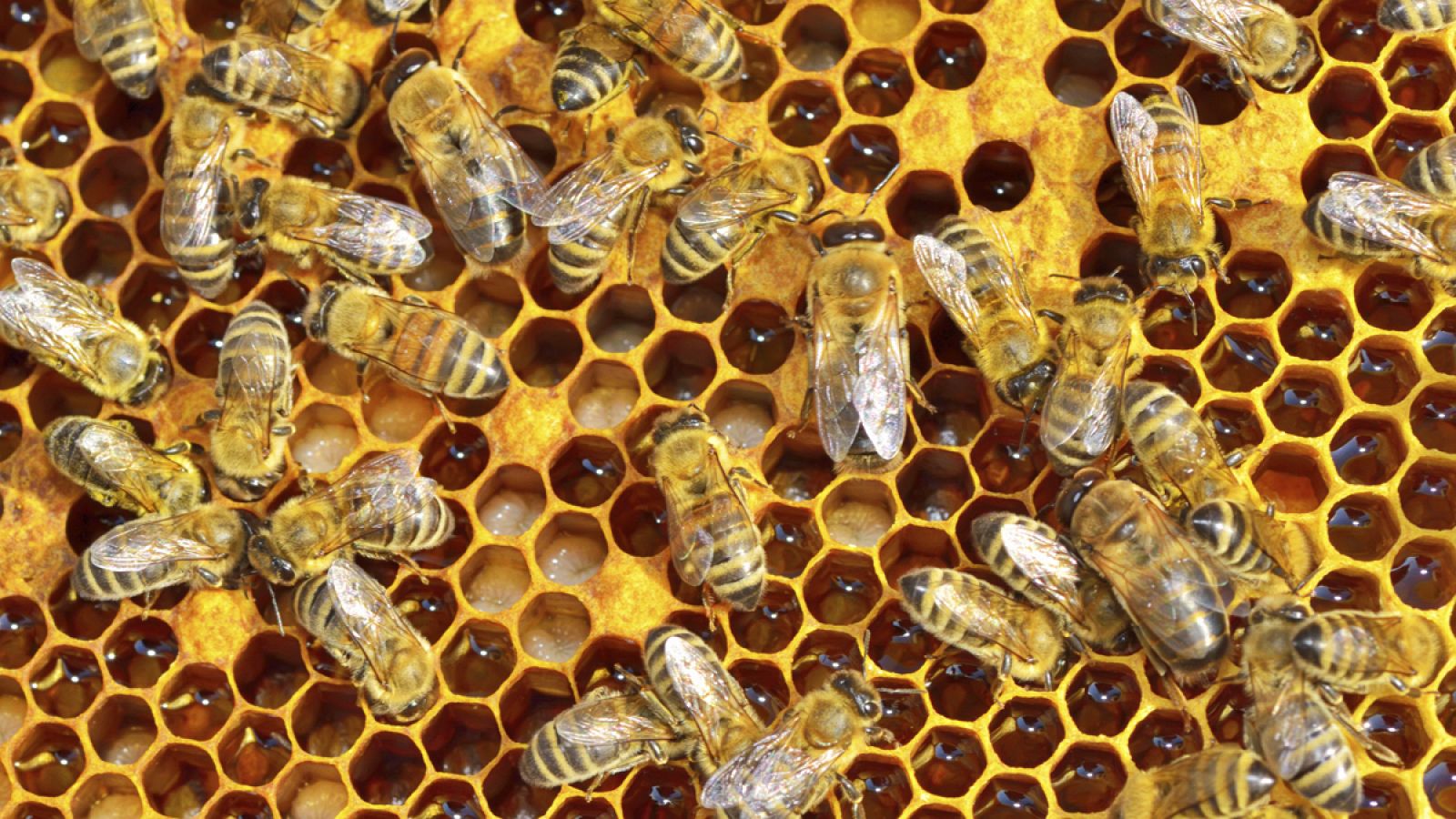 La asociación de la humanidad con las abejas se remonta a miles de años