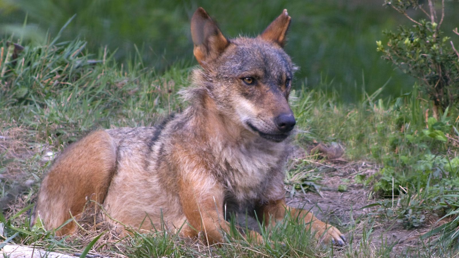 Grupos ecologistas instan a garantizar la futura supervivencia del lobo ibérico.