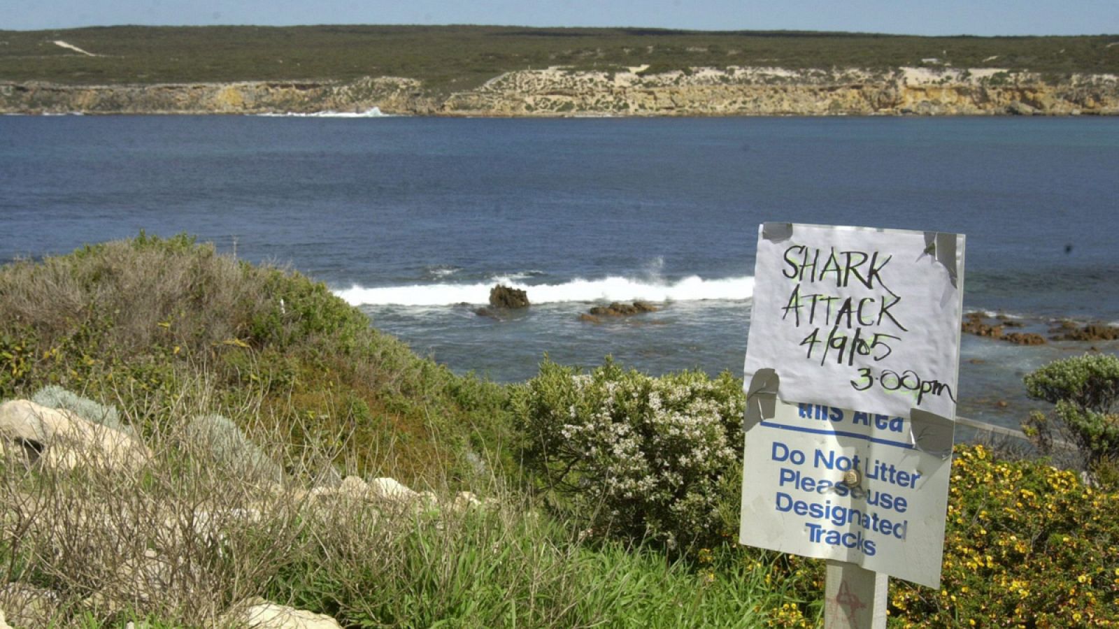 Los ataques de tiburones son muy habituales en las playas australianas.
