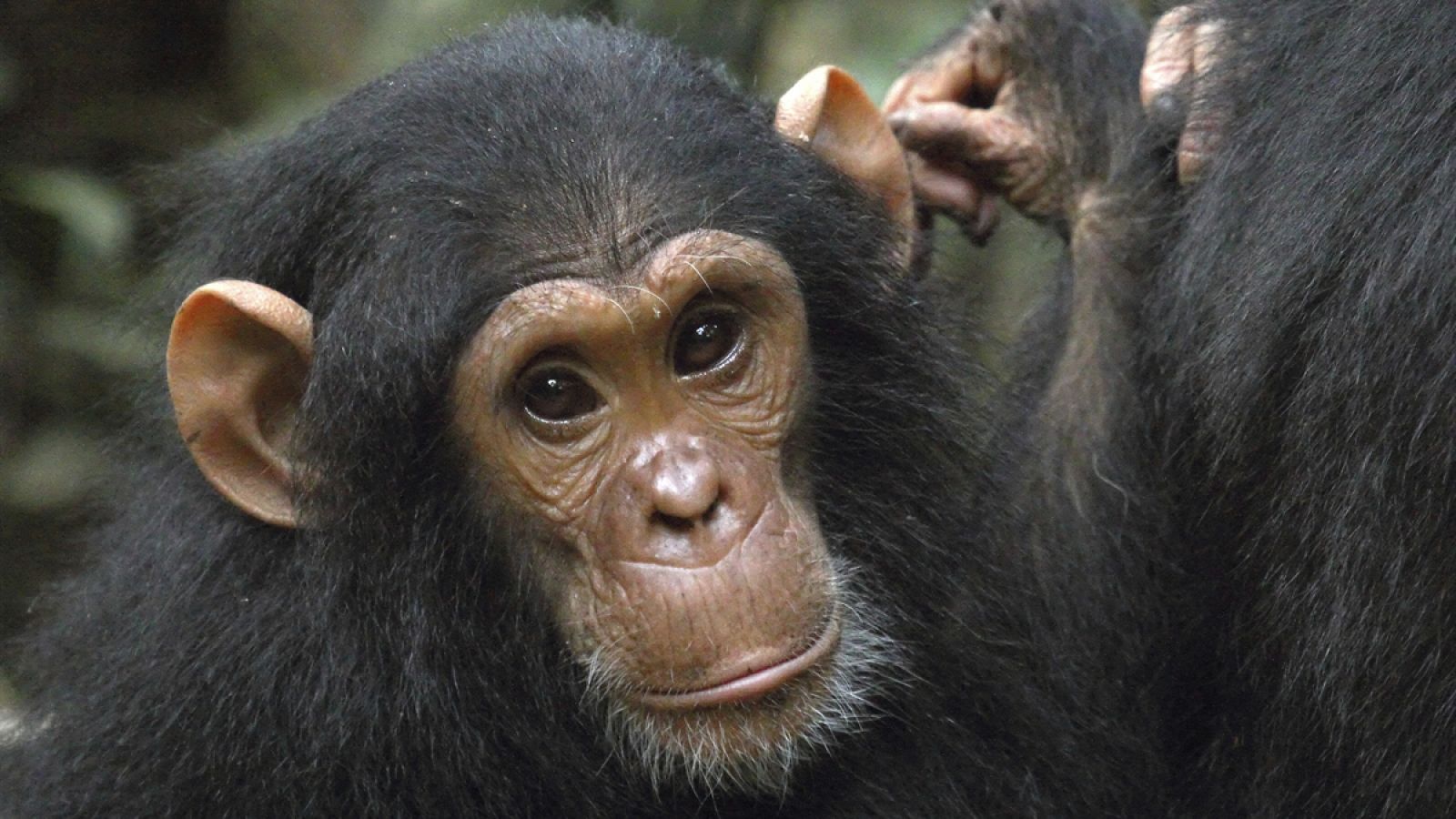 Los chimpancés son uno de nuestros parientes evolutivos más cercanos.