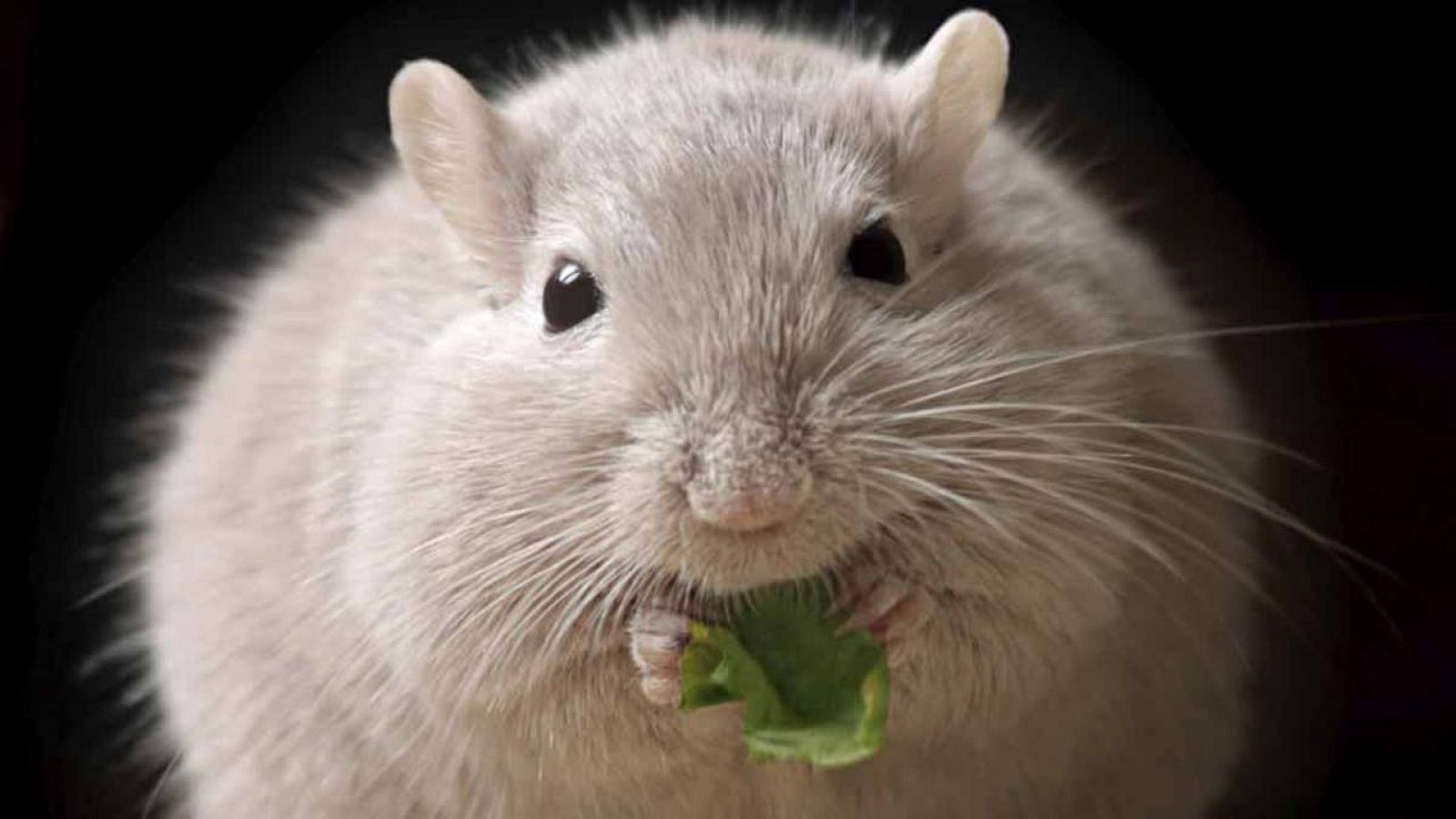 Los investigadores han demostrado el efecto de esta proteína en experimentos con ratones.