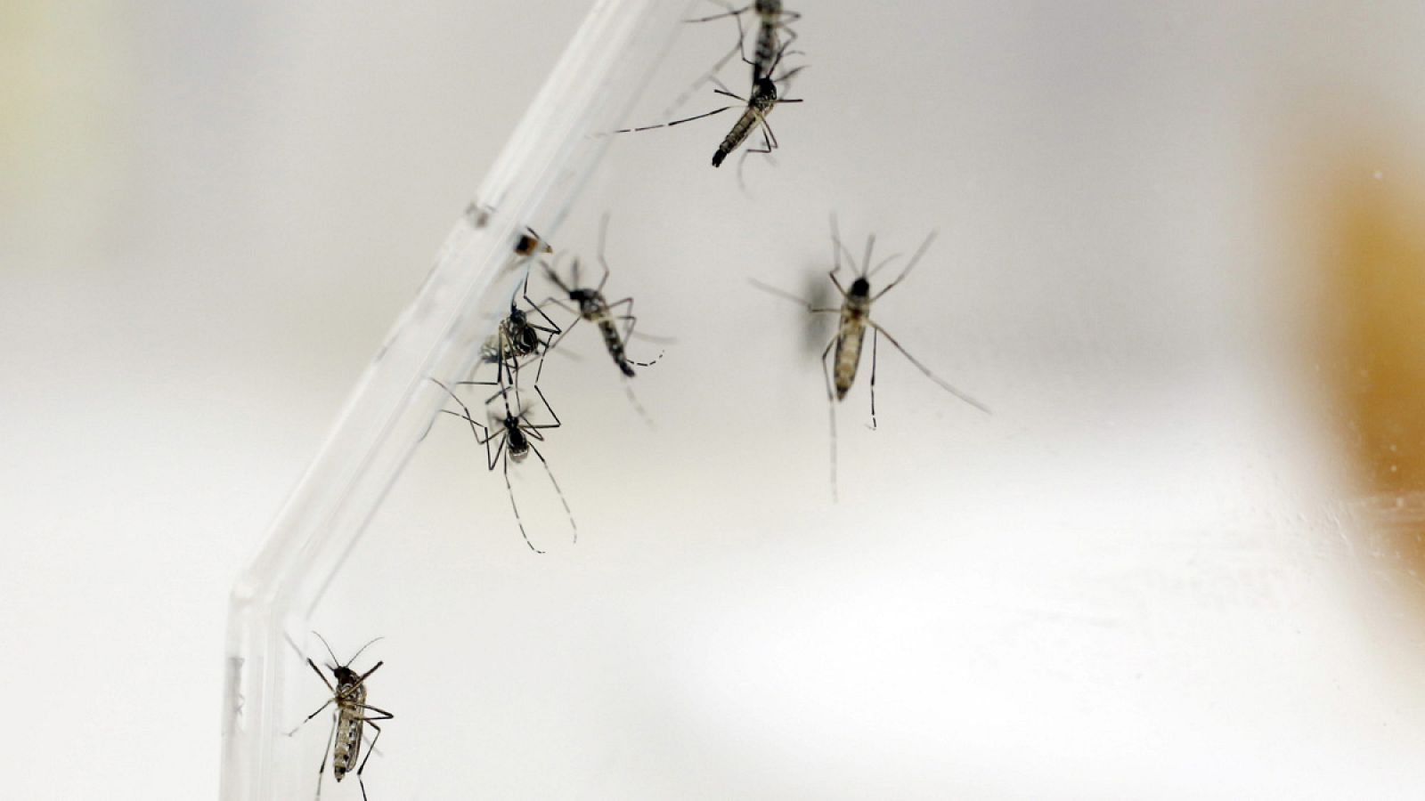 Mosquitos Aedes Aegypti en el laboratorio del departamento de Entomología del Centro para el Control y Prevención de las Enfermedades en San Juan (Puerto Rico)