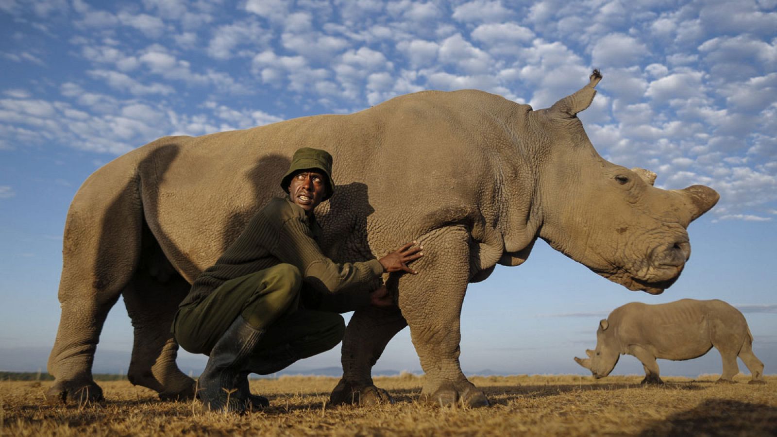 Recuperar al rinoceronte blanco por medios naturales es imposible.