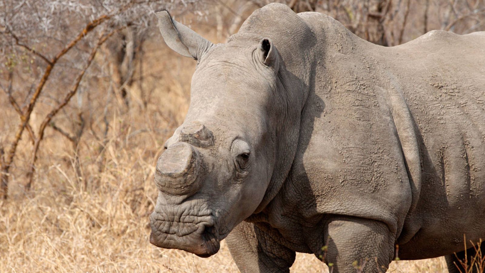Imagen de un rinoceronte al que le han cercenado los cuernos. Lo habitual es que mueran a manos de los cazadores furtivos.