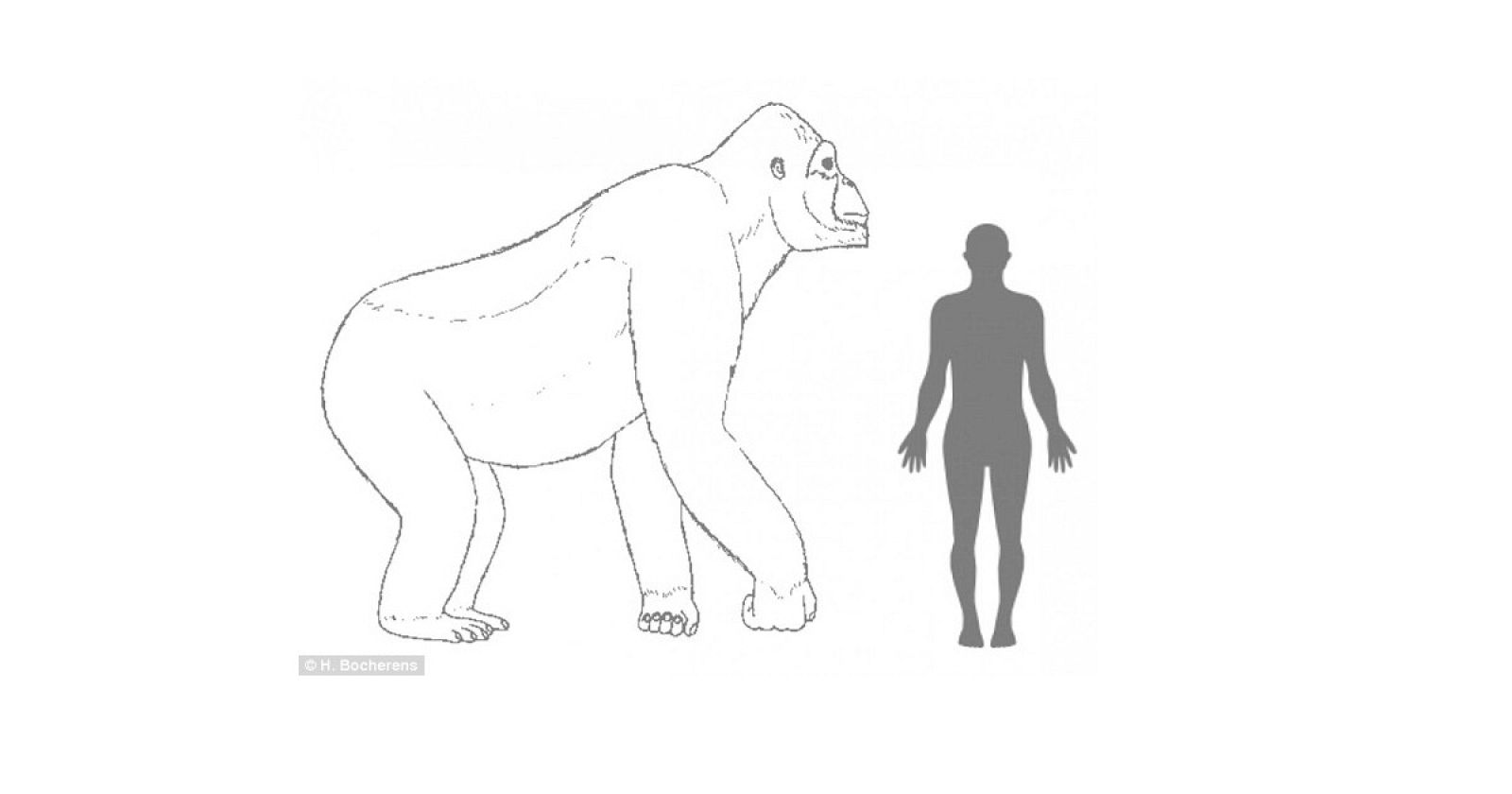 Comparativa de un Gigantophitecus con un humano de talla media.