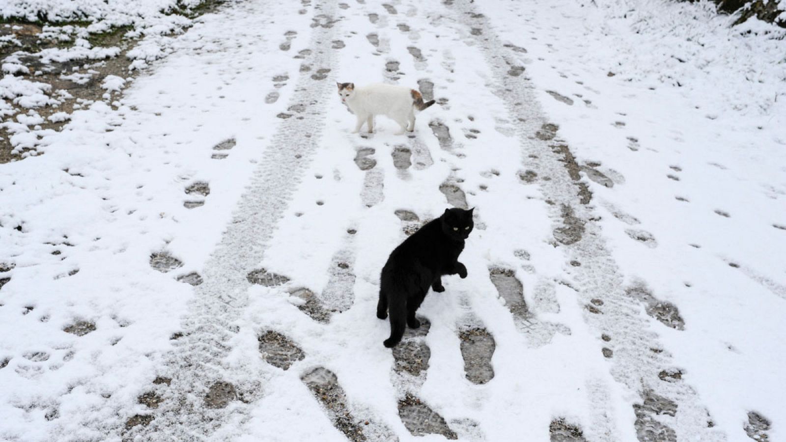 Dos gatos sobre la nieve caída en una calle del pueblo de Laza, en Montederramo, en Ourense este 5 de enero