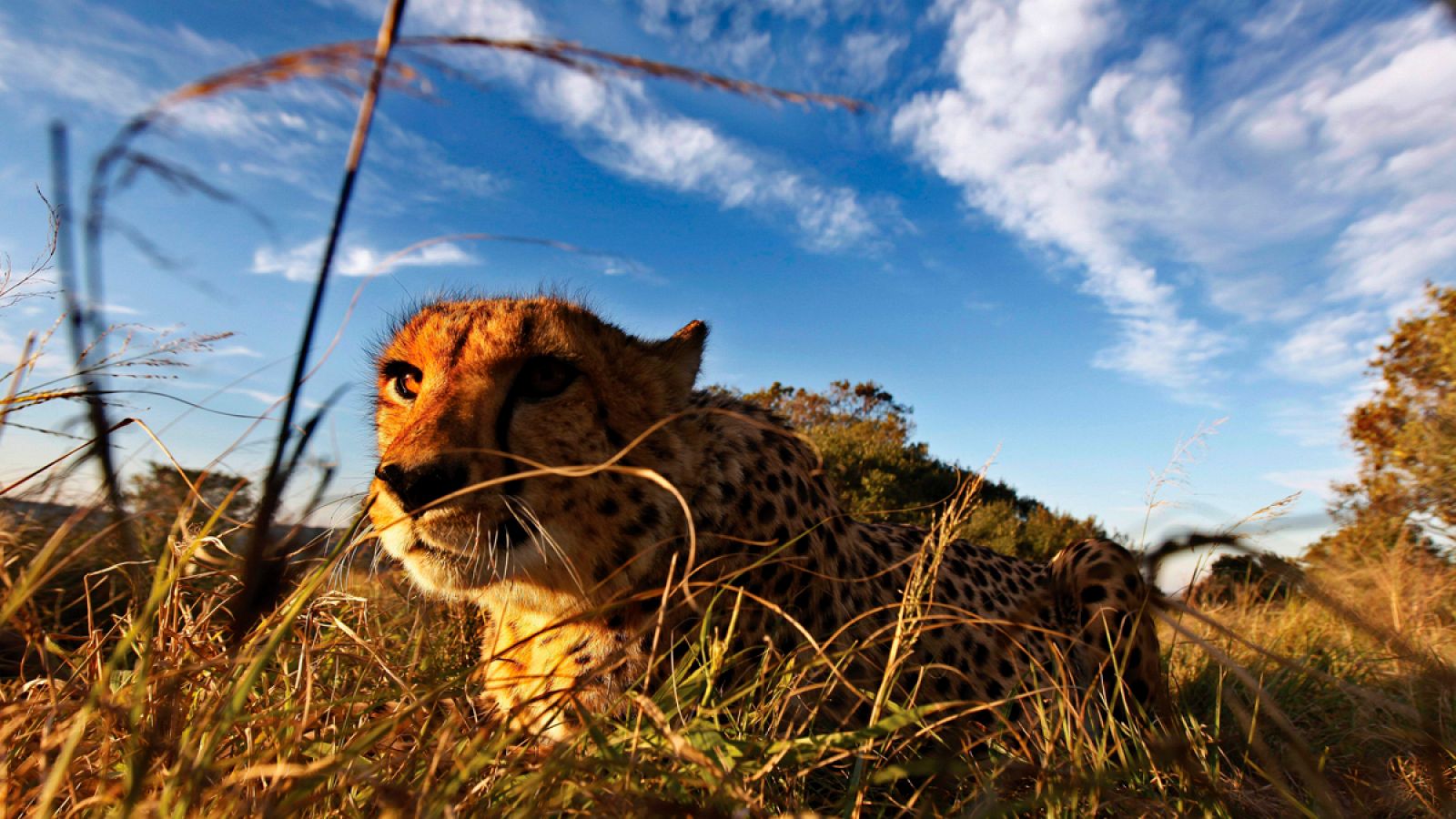El comercio de guepardos será uno de los temas que abordará el CITES.