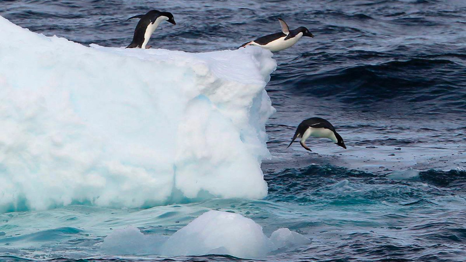 Las formaciones de hielo son responsables del 20% de la absorción de CO2 en el Antártico.