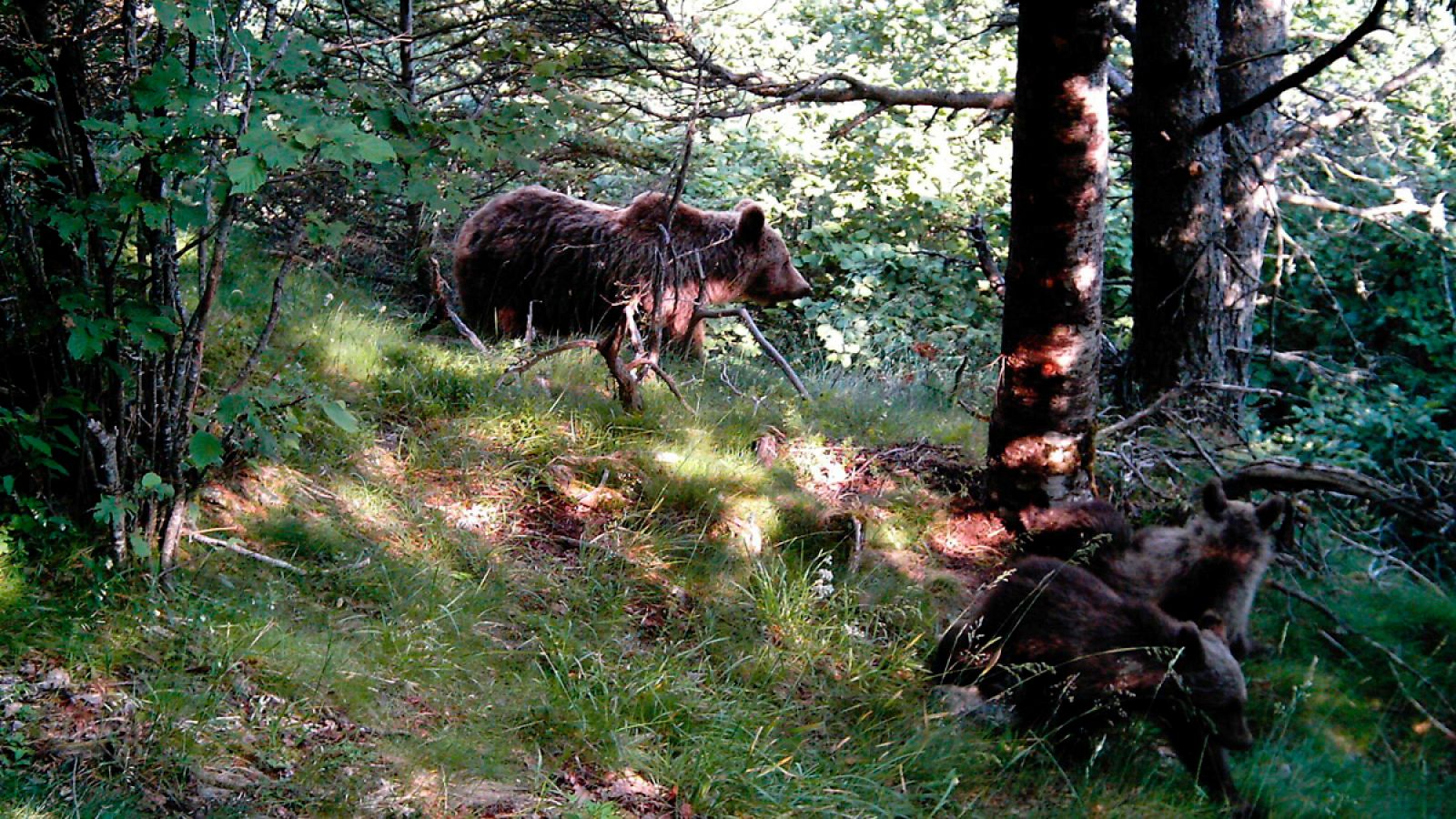 Imagen de archivo de una hembra de oso con sus cachorros, tomada en la Vall d'Àneu (Lleida).