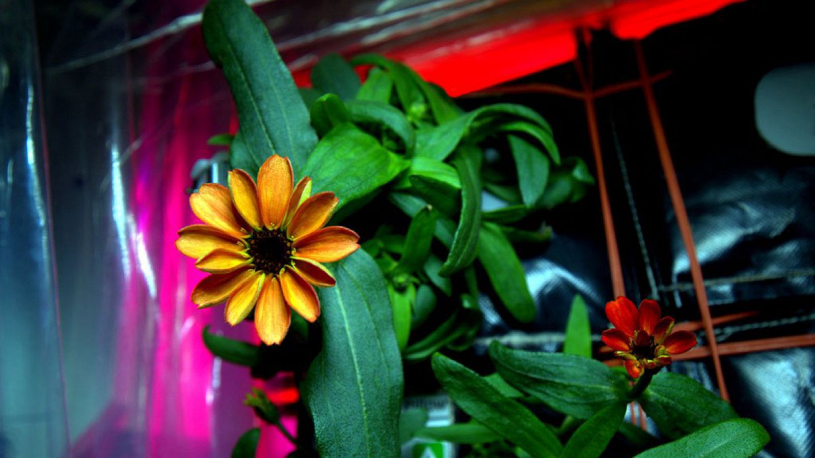 Por primera vez se han cultivado flores en la Estación Espacial Internacional