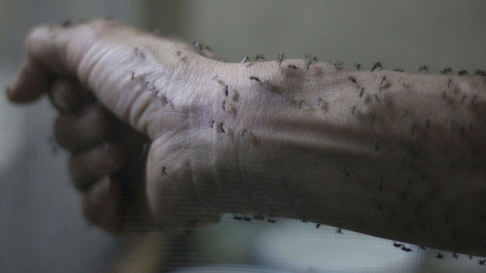 Antebrazo de un técnico sanitario cubierto de mosquitos aedes, transmisores del virus zika