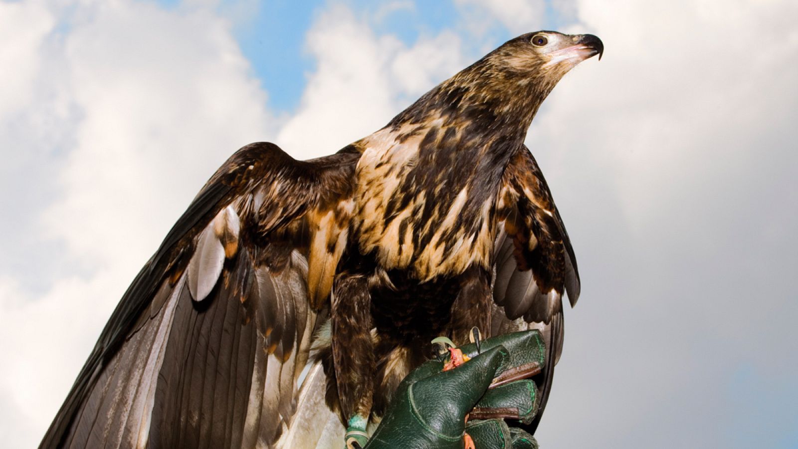 Las aves de presa adiestradas ya han sido utilizadas en otros aspectos defensivos, como la protección de aeropuertos.