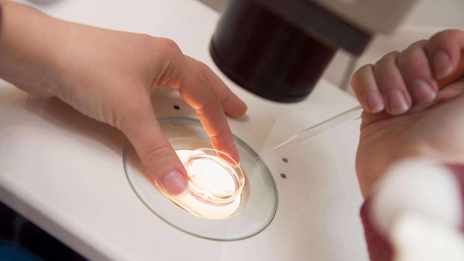 En España, las investigaciones con embriones humanos solo pueden tener finalidades científicas.