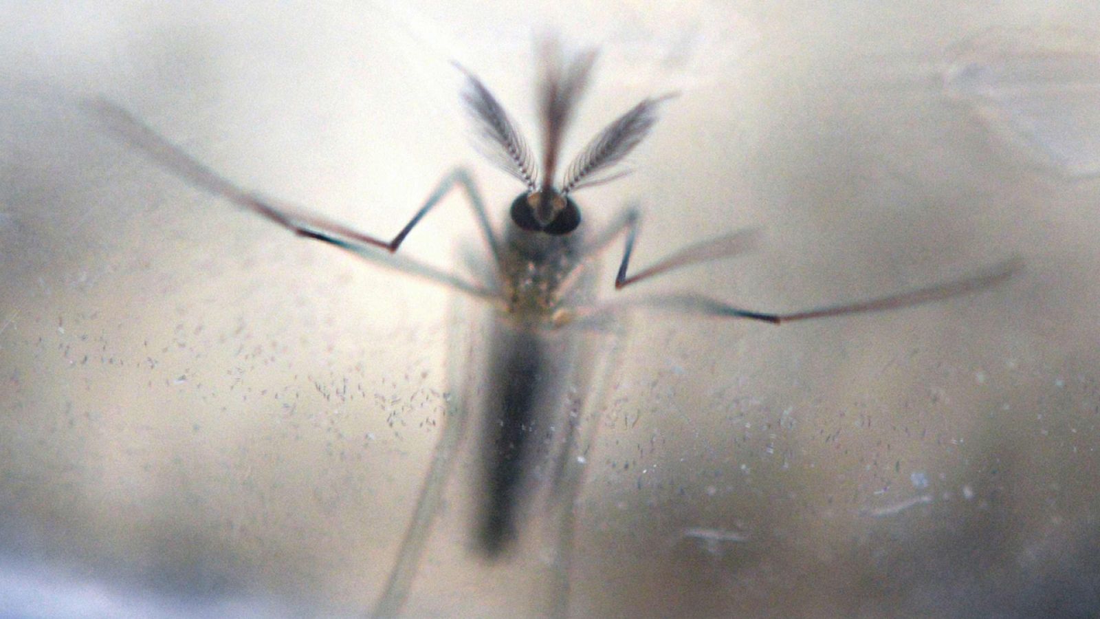 Mosquito Aedes, transmisor del virus Zika