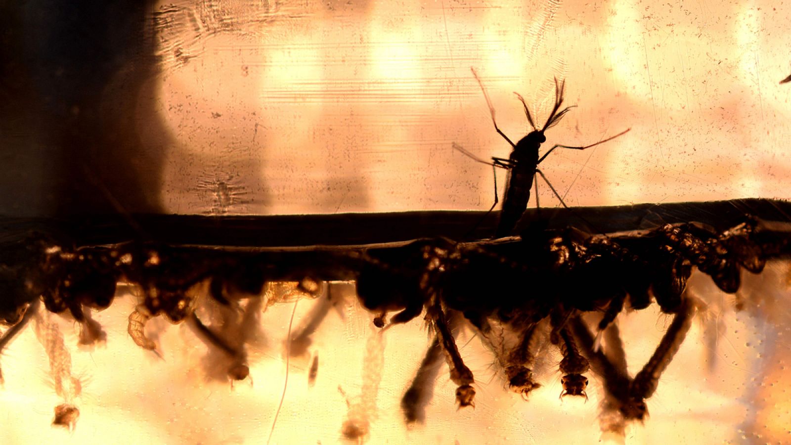 El 'Aedes albopictus', conocido como mosquito tigre, podría transmitir el zika.