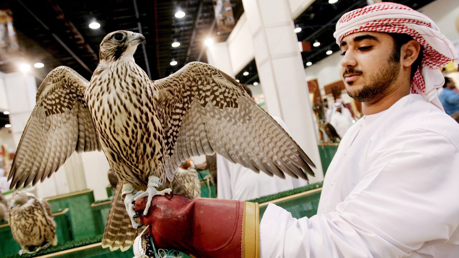 El cruce entre halcón gerifalte y peregrino es muy apreciado en los países del Golfo Pérsico.