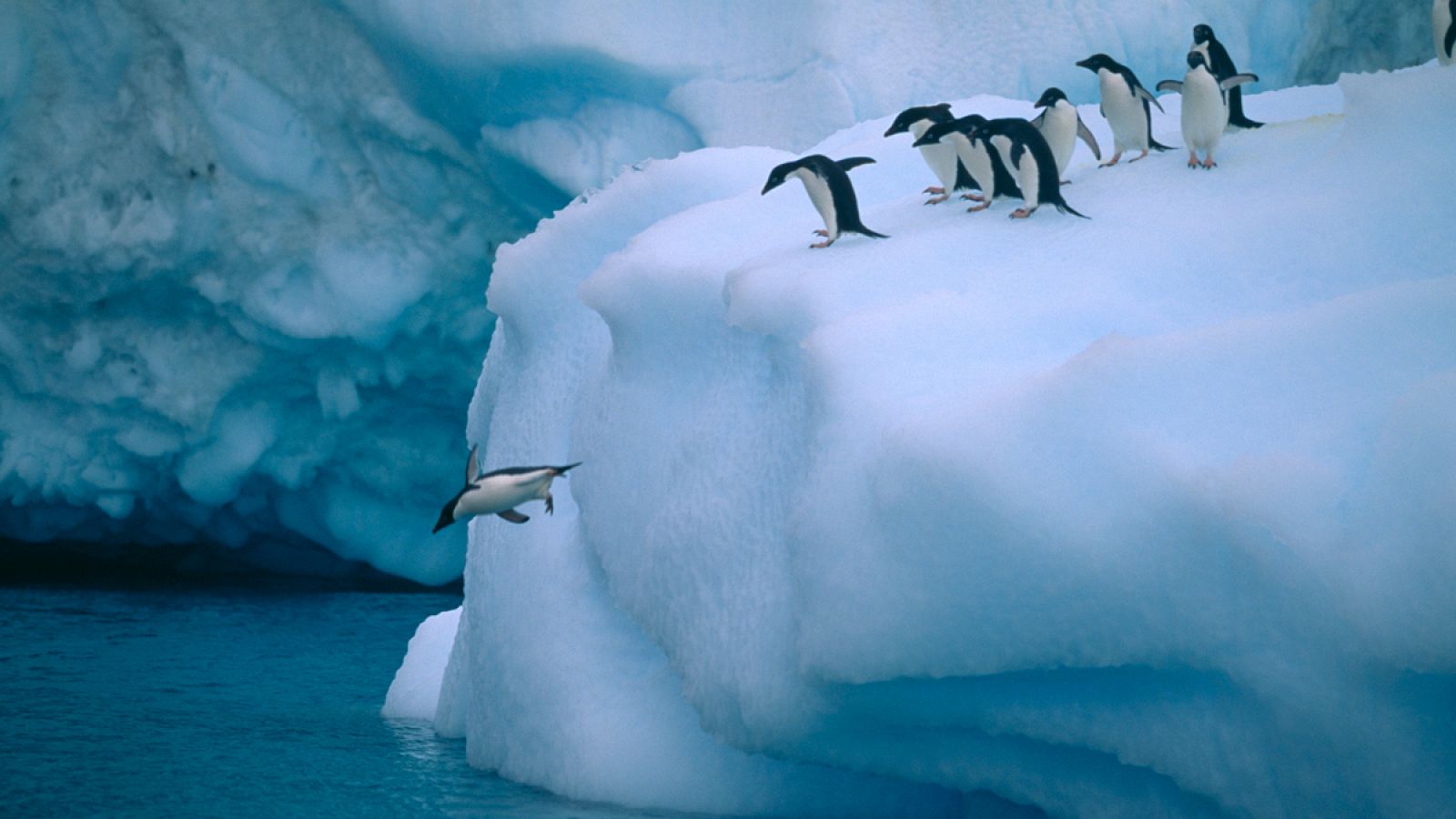 El declive de la población de pingüinos responde a la rápida expansión del hielo.