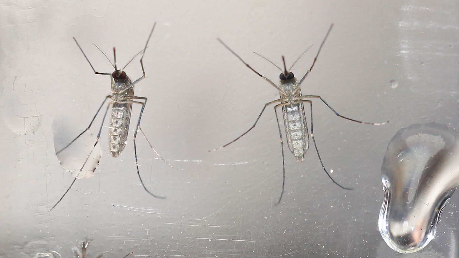 Científicos de la Universidad Virginia Tech (EEUU) proponen introducir genes masculinos en las poblaciones de mosquitos hembra.