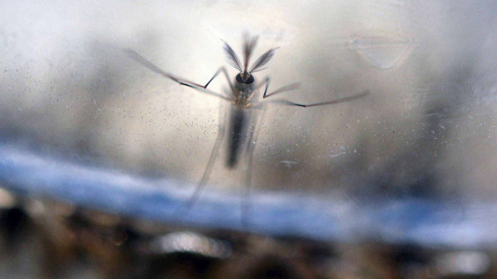 Imagen de la larva del mosquito Aedes Aegypti, supuesto transmisor del virus del Zika. AFP / MARVIN RECINOS