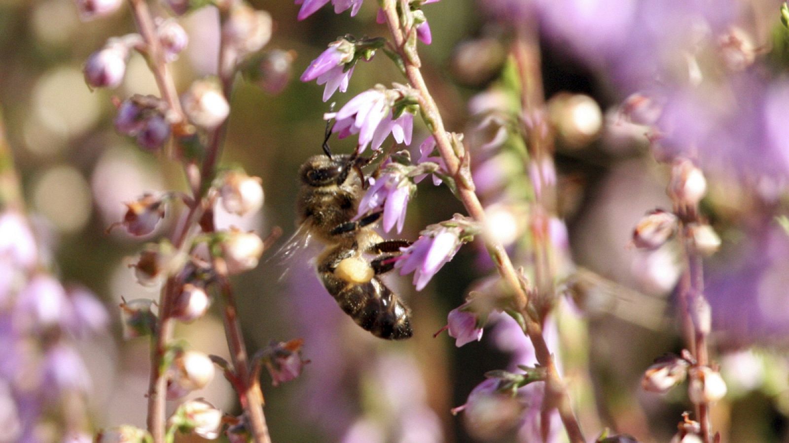 Muchas especies de polinizadores, entre los que se encuentran las abejas, están en peligro de extinción.
