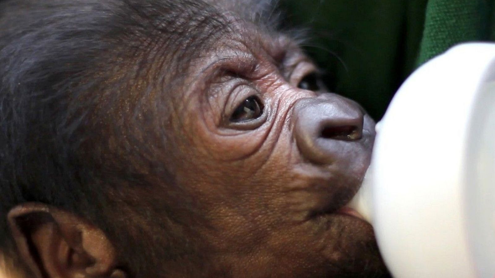 A la cría de gorila se le administró pequeñas cantidades de leche con biberón.