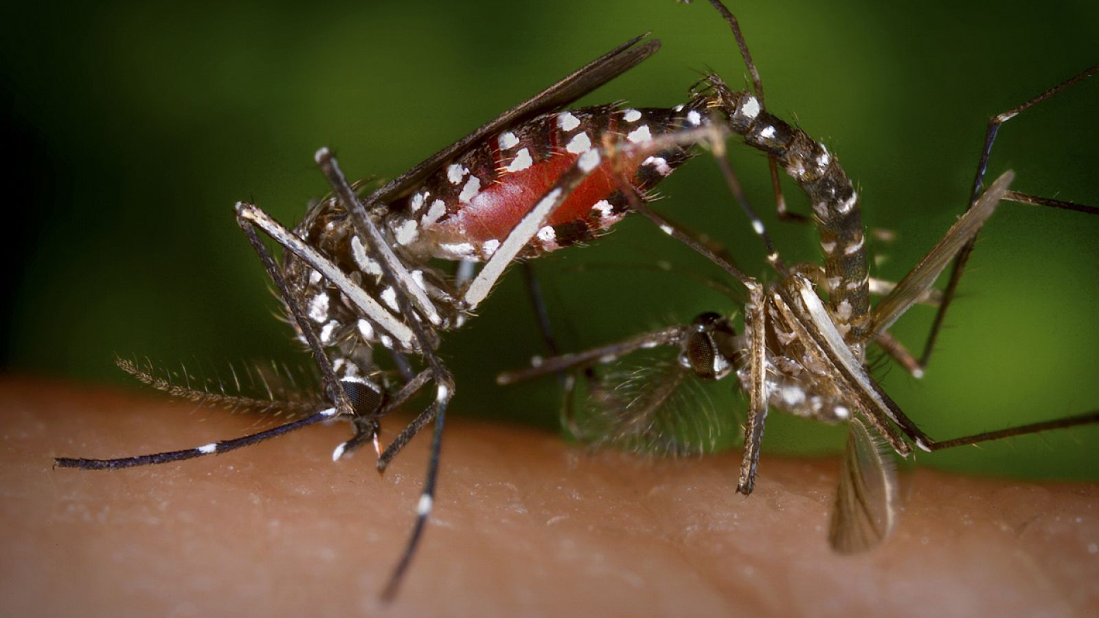 Dos mosquitos Aedes, transmisores del Zika, se alimentan de sangre