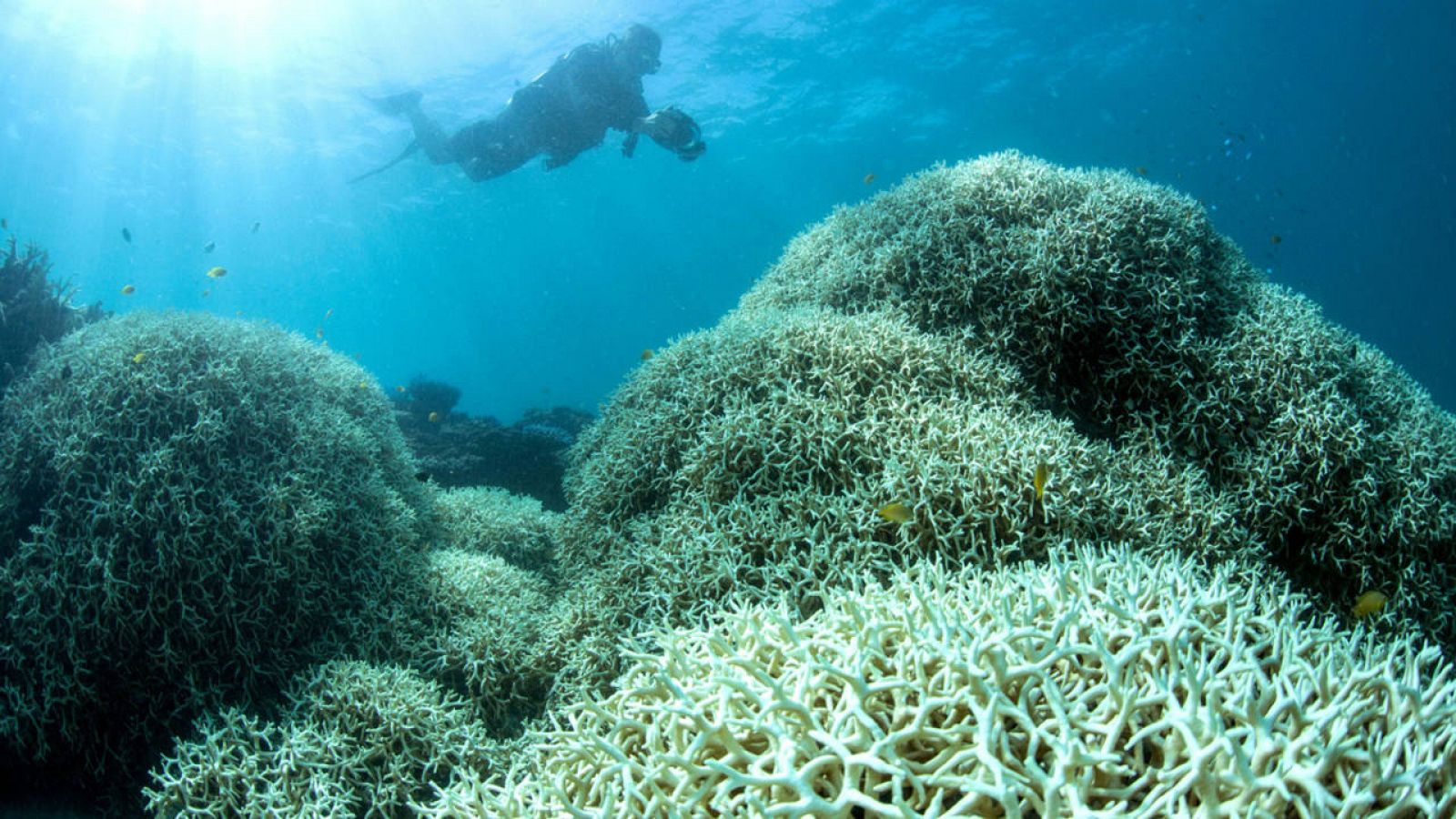 La cadena coralina ha adquirido matices de un blanco fantasmal desde la ciudad de Cairns hasta el estrecho de Torres.