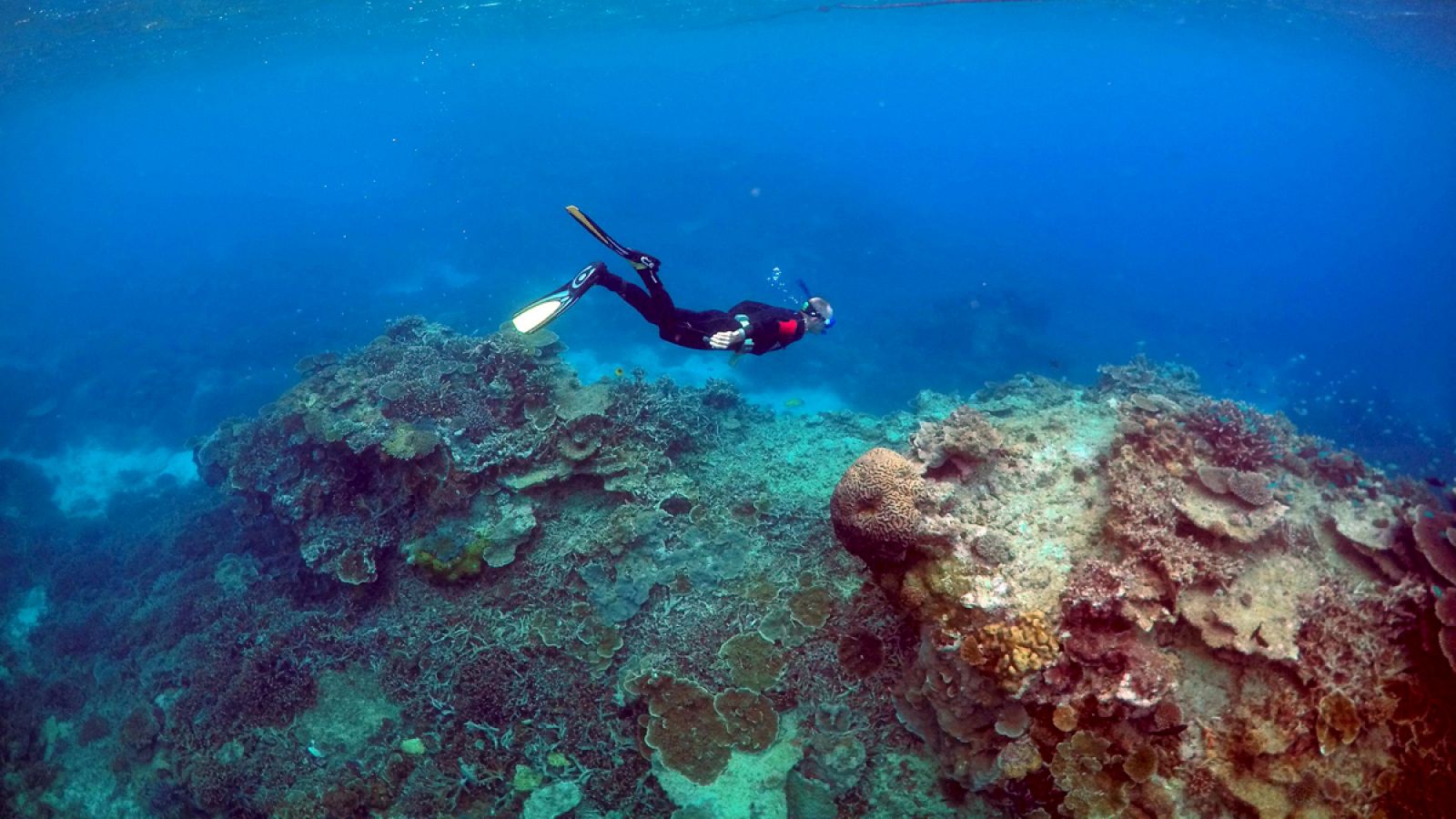Los corales están perdiendo su color como resultado del estrés ambiental.