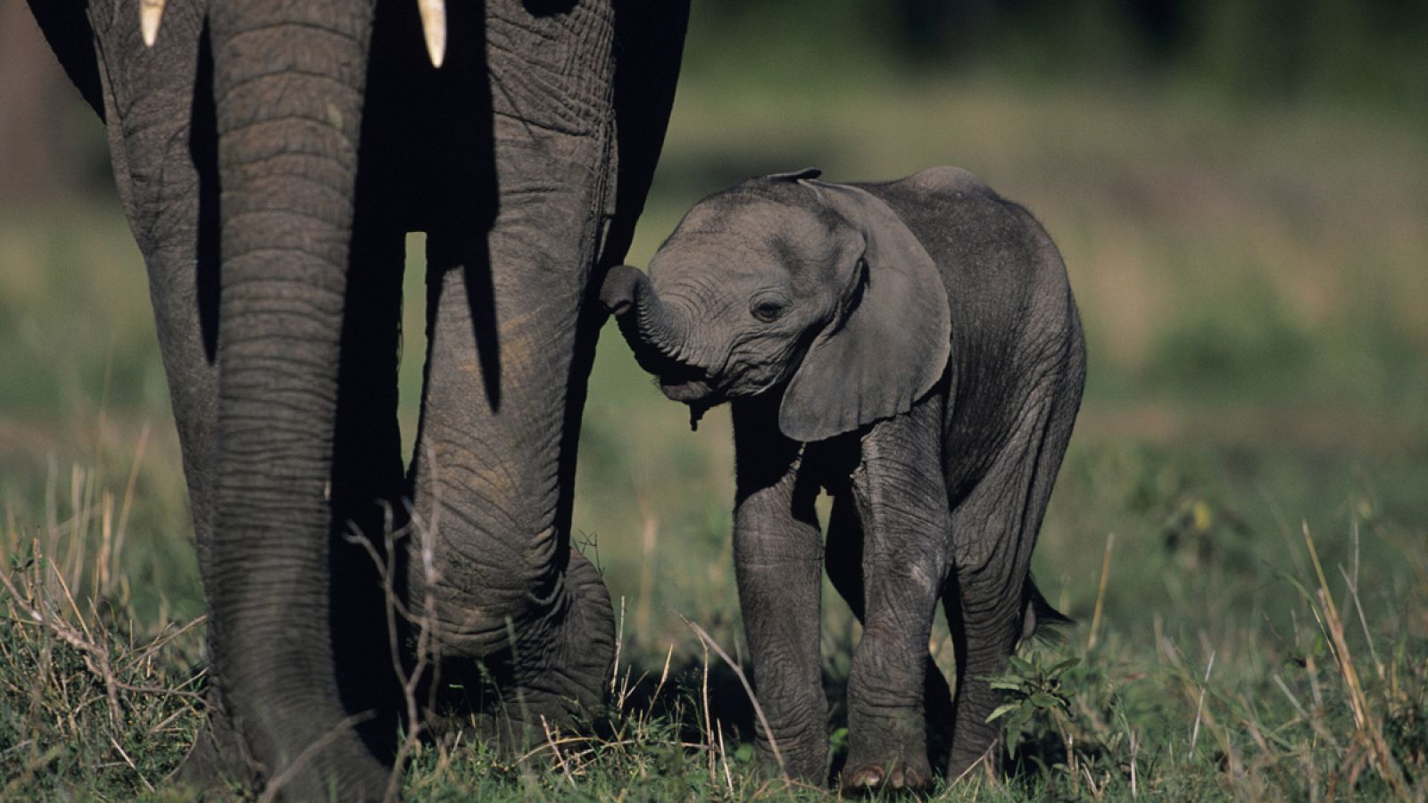 Un pequeño elefante africano camina al lado de su madre en Kenia.