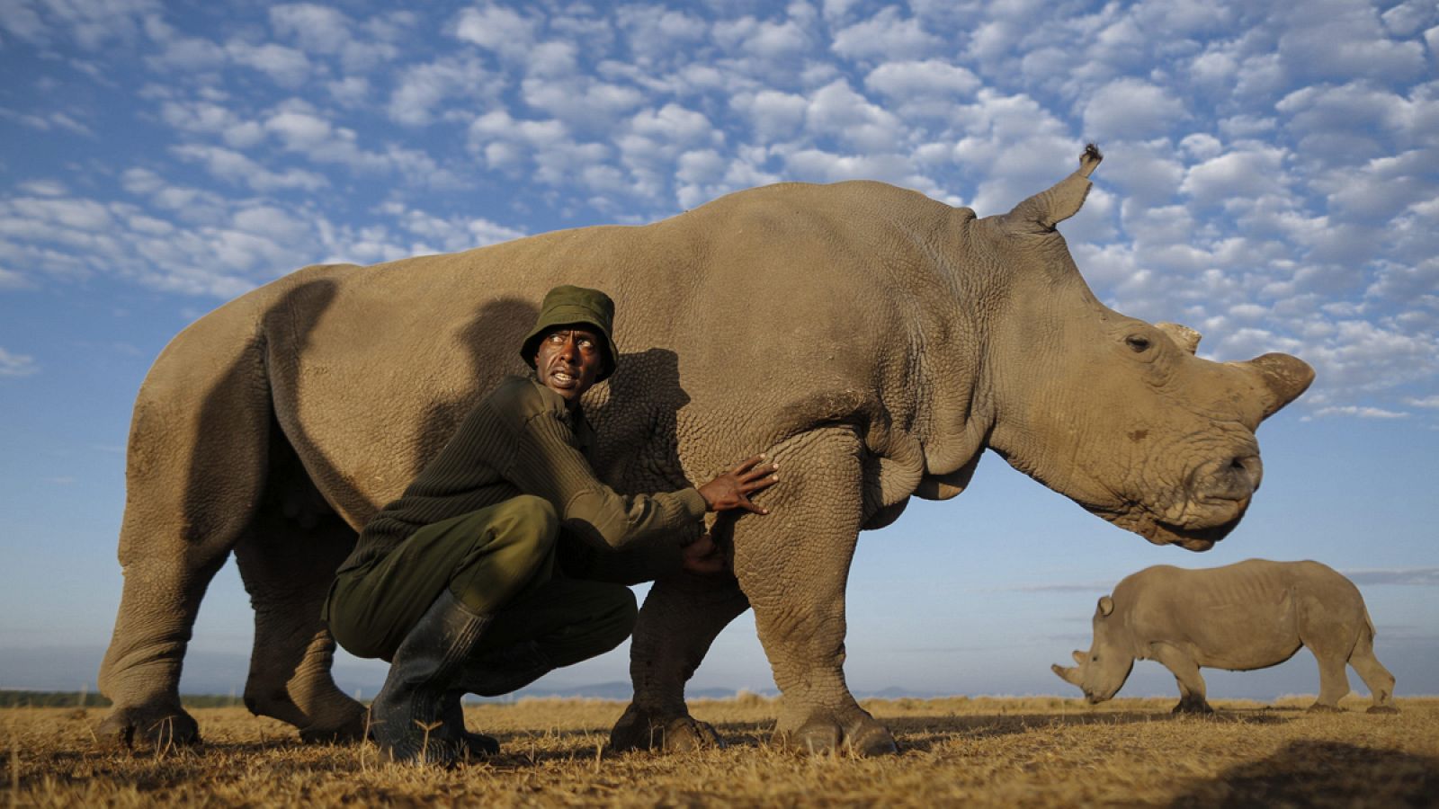 Un cuidador acaricia a la hembra de rinoceronte blanco de norte llamada Najin en la reserva de Ol Pejeta.