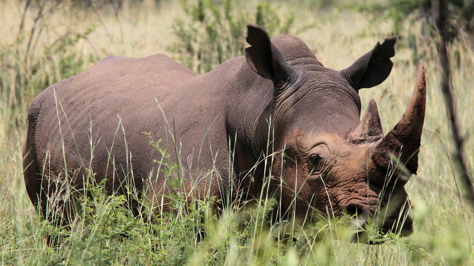 Rinoceronte blanco en el Parque Nacional de Pilanesberg, (Johannesburgo).