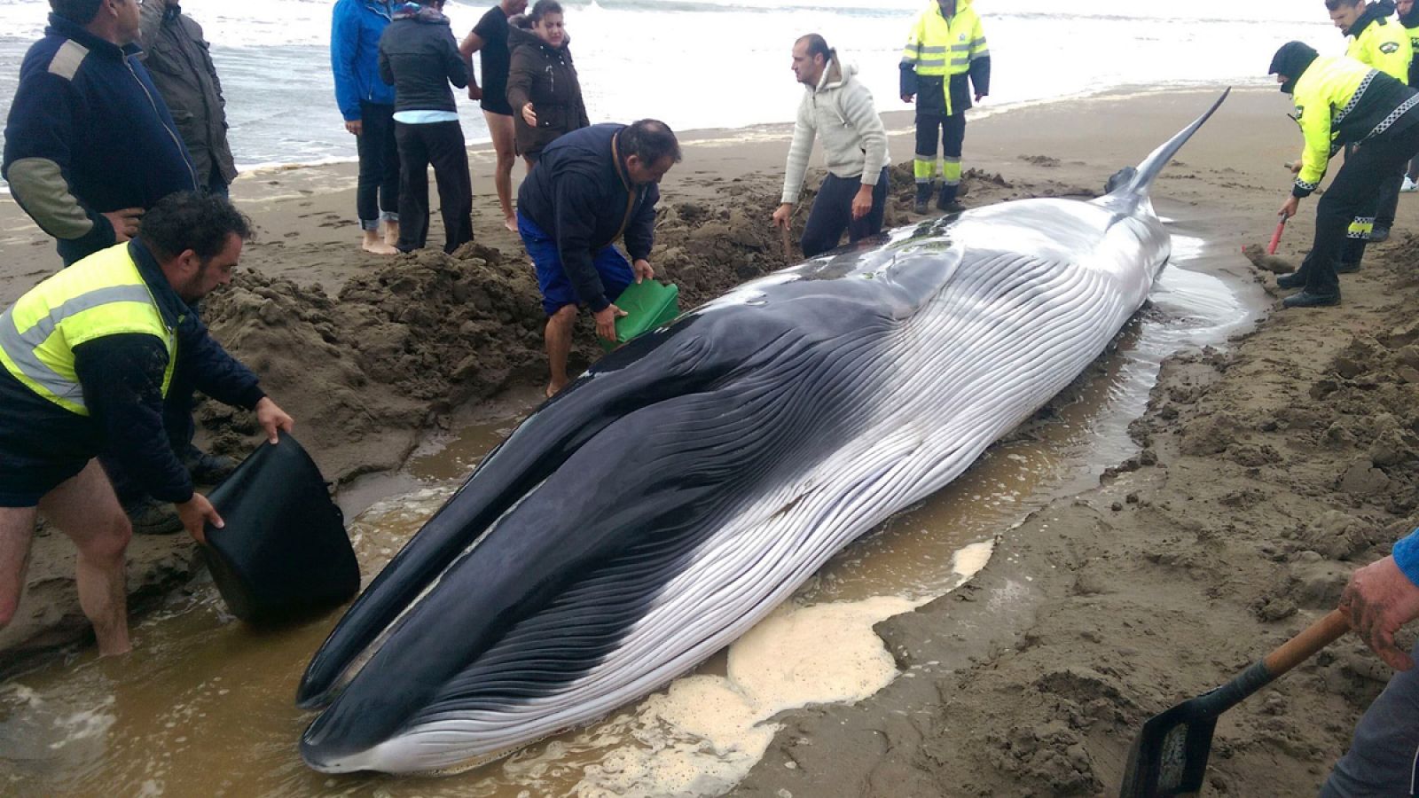 Fotografía de la cría de ballena rorcual común, de ocho metros de longitud y unos tres mil kilos de peso en la playa de Punta del Moral, en Ayamonte.