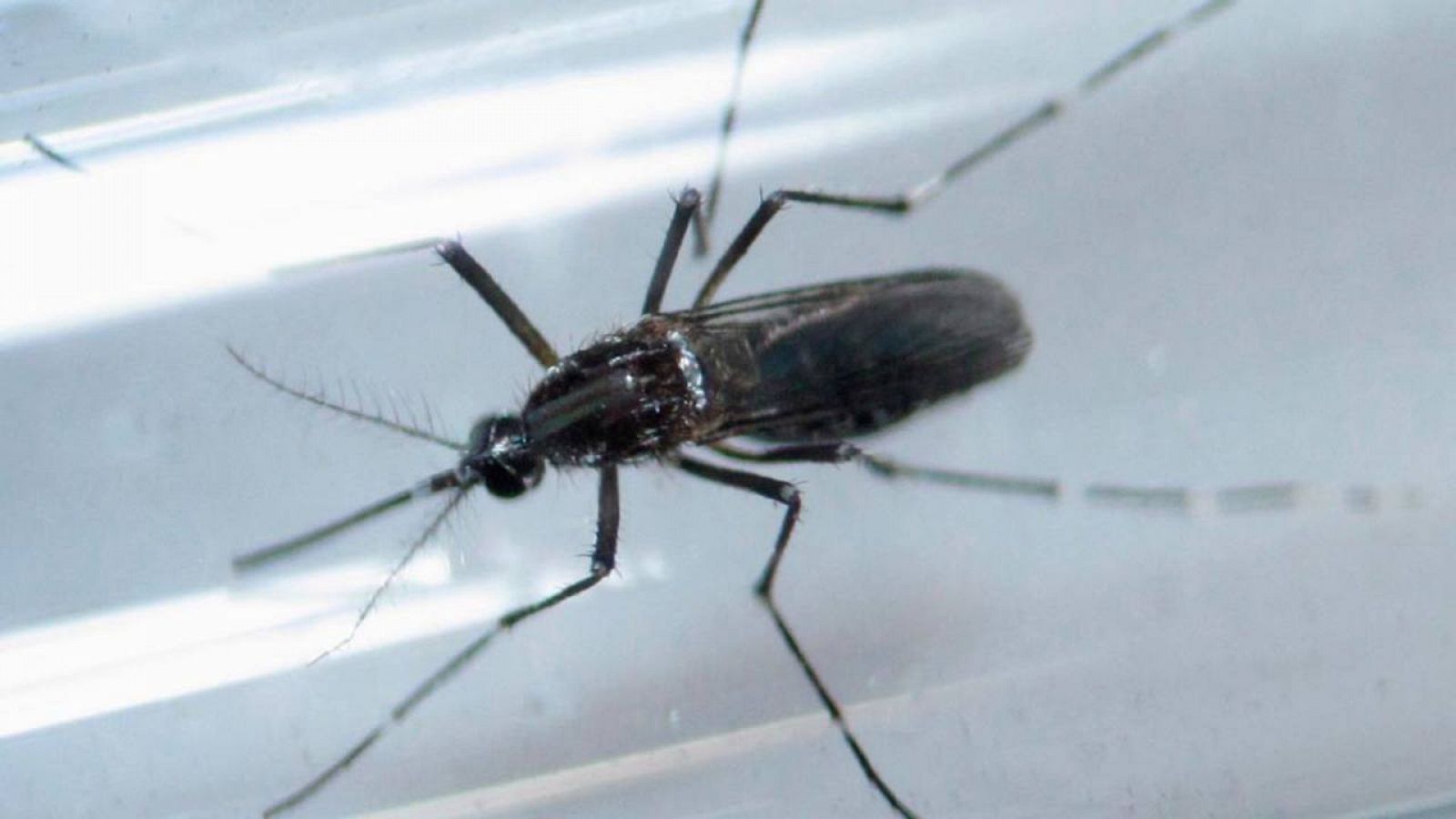 El mosquito Aedes aegypti, uno de los transmisoros  del virus del Zika