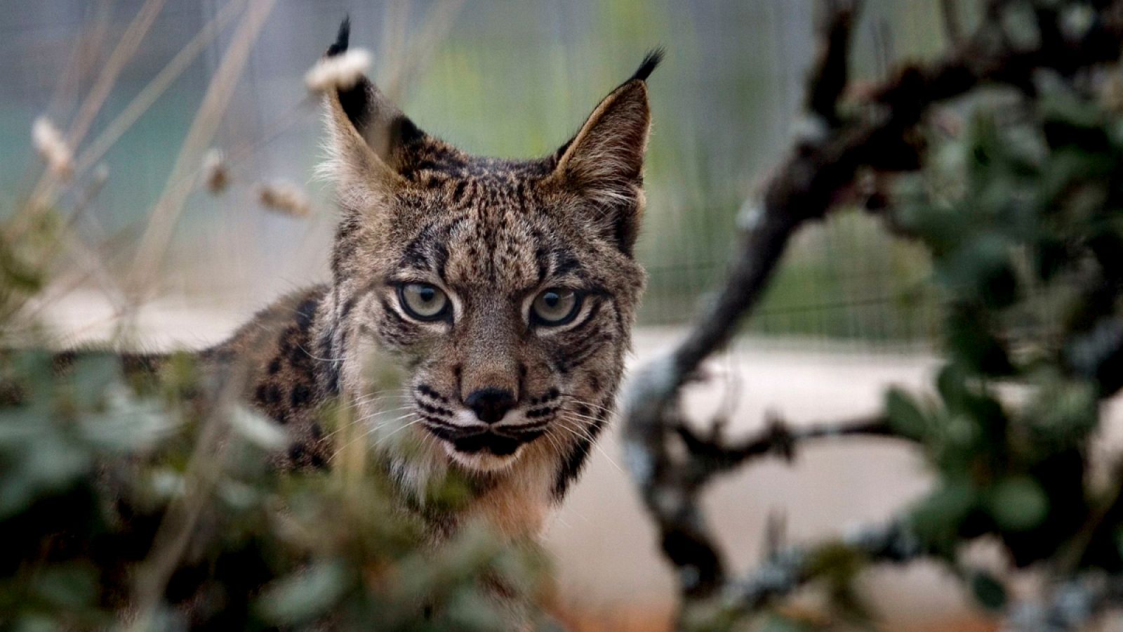 Los científicos denuncian que el índice ISO no tiene en cuenta la abundancia relativa de las especies, como el lince ibérico.