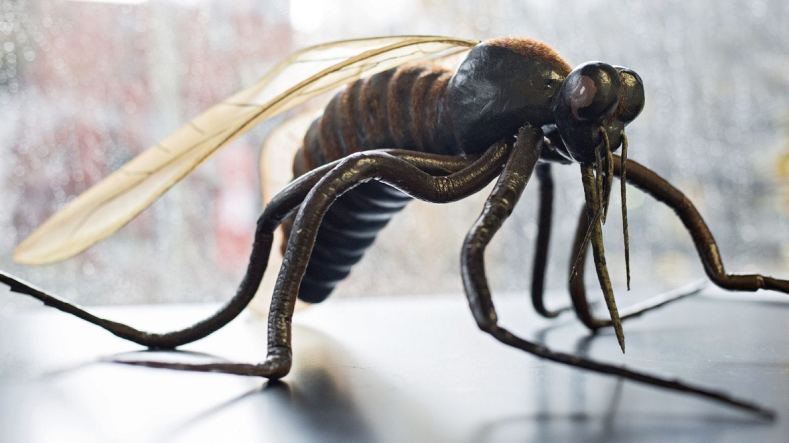 Reproducción de una especie de mosquito "Culicidae" en el Instituto de Medicina Tropical Bernhard Nocht de Hamburgo, Alemania.