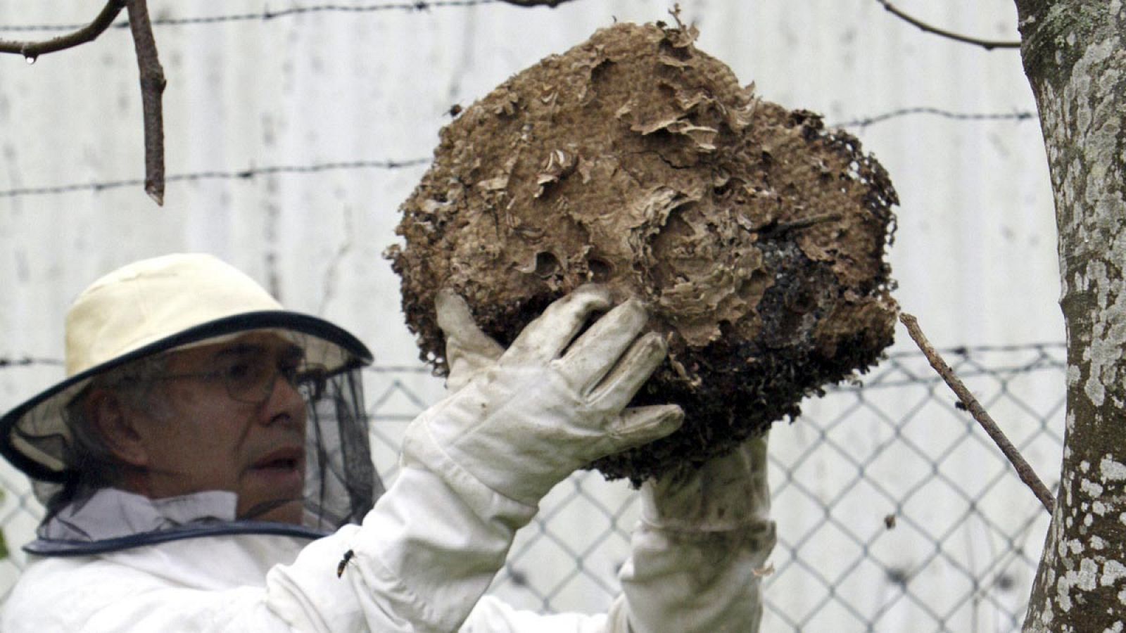 Un apicultor procede a la retirada de un nido de avispa asiática, que está diezmando a las abejas.