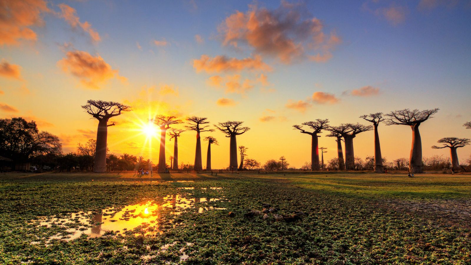 Amanecer en la isla de Madagascar sobre un grupo de baobabs