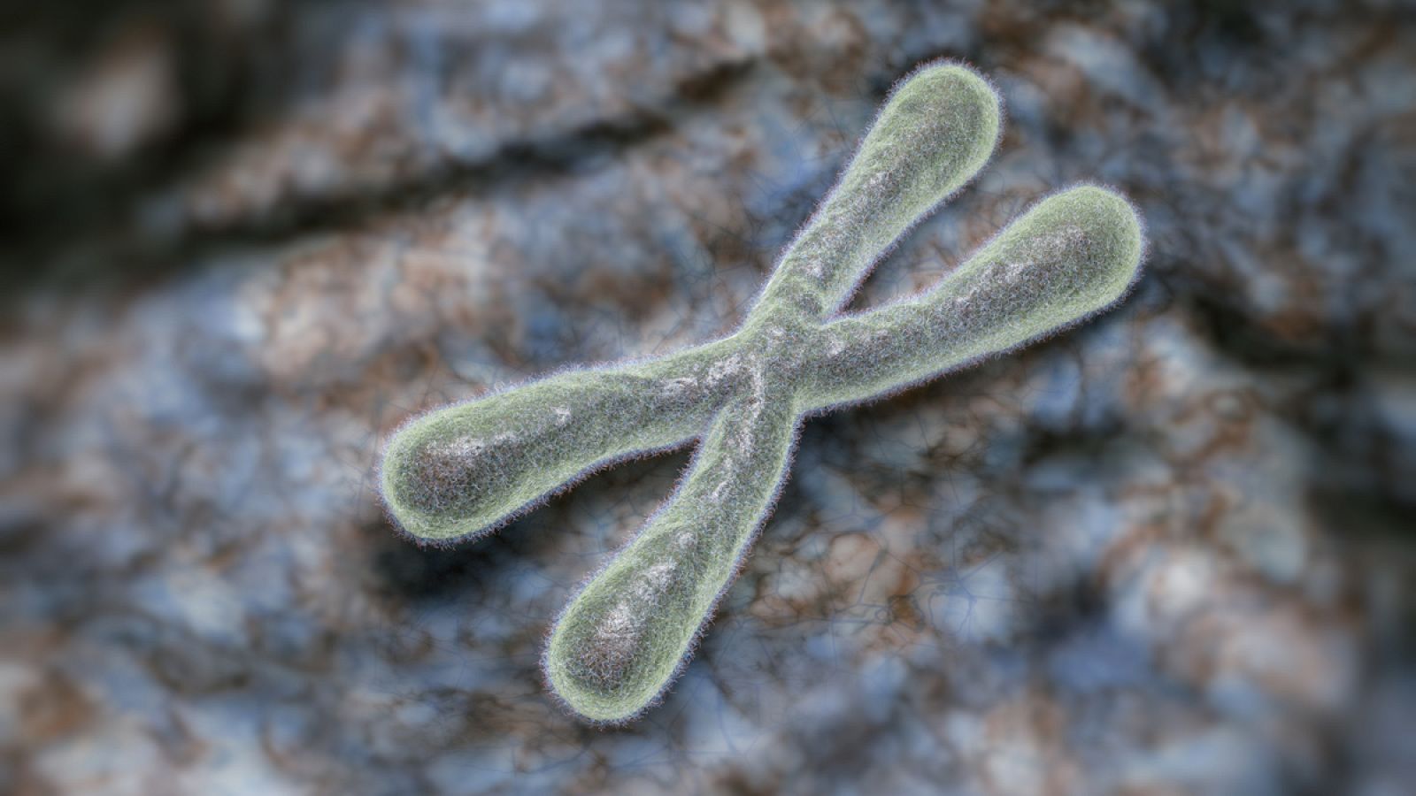 Los telómeros, situados en los extremos de los cromosomas, son los encargados de proteger la información genética del organismo y de mantener el estado juvenil de nuestra células.