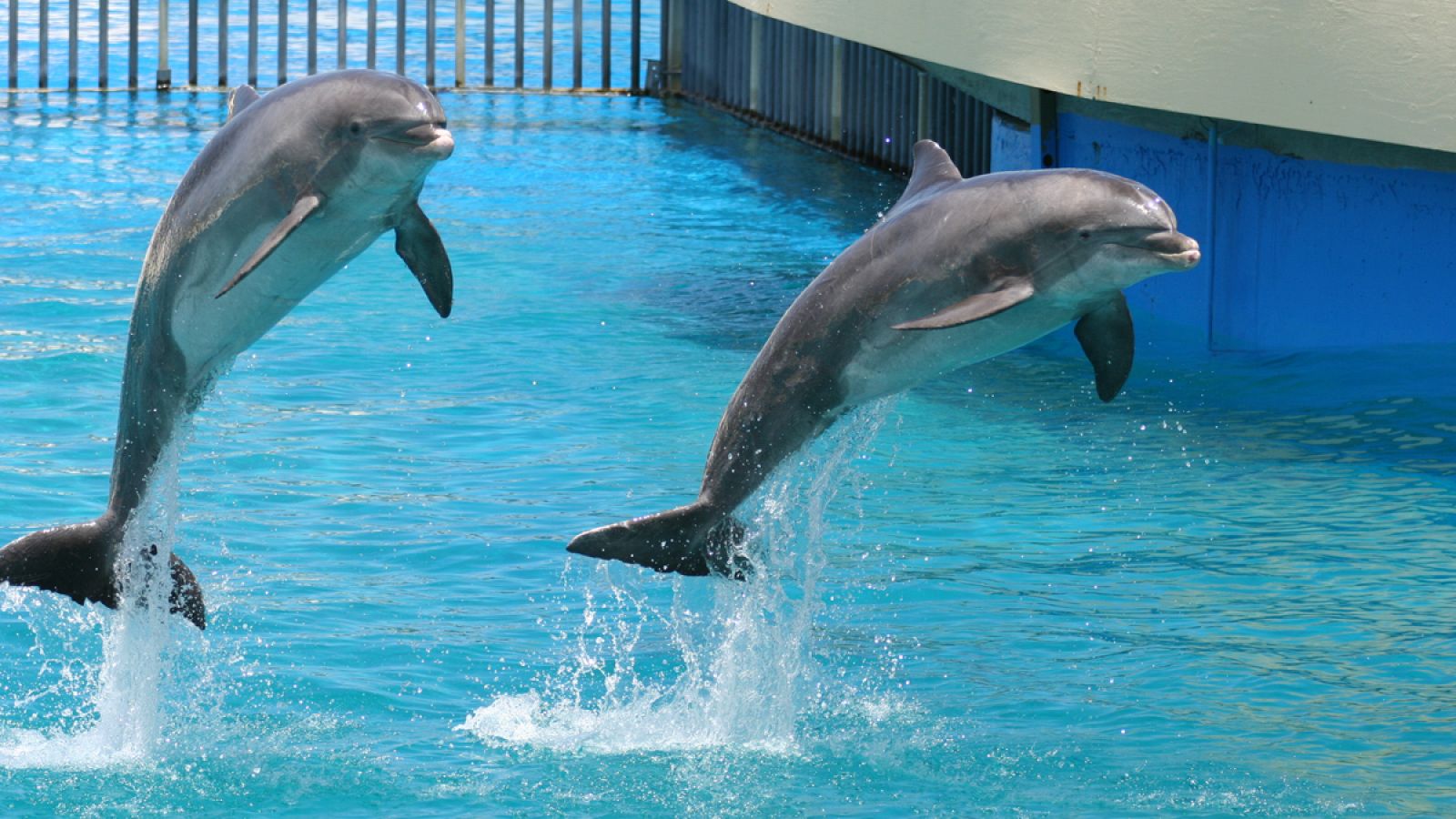 Imagen de dos delfines en un acuario.