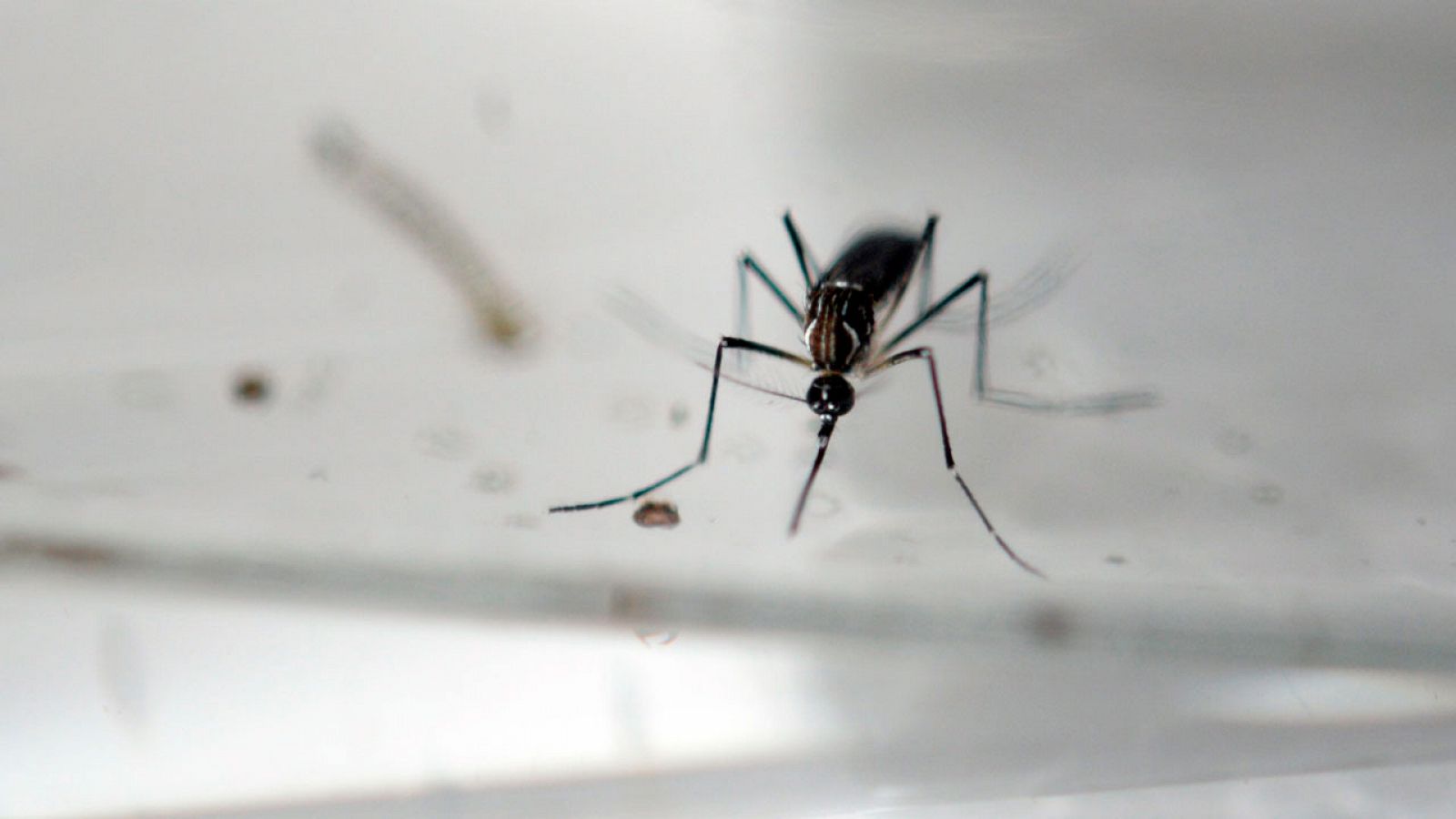 Foto de un mosquito Aedes Aegypti, transmisor del virus del Zika